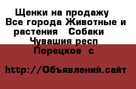 Щенки на продажу - Все города Животные и растения » Собаки   . Чувашия респ.,Порецкое. с.